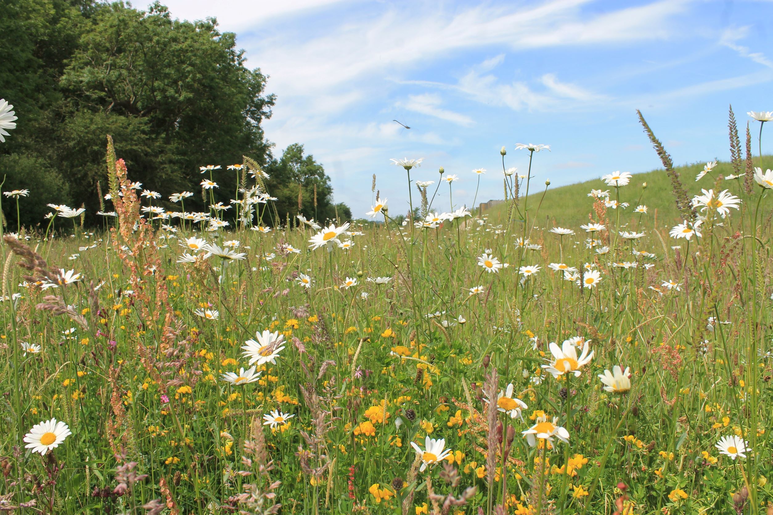 A Look At Wildflower Seeds Buy