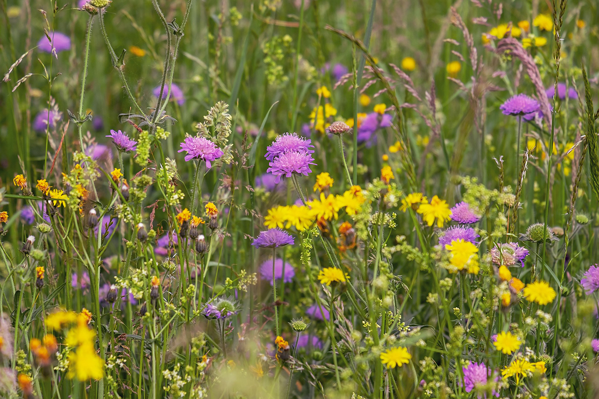 Complete Study On The Buy Wildflower Seeds